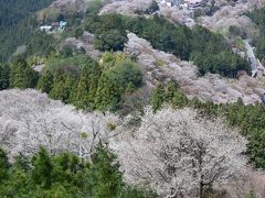 今年最後の花見