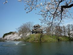 高田公園 観桜会 満開は、晴天に恵まれました♪（＾０＾）
