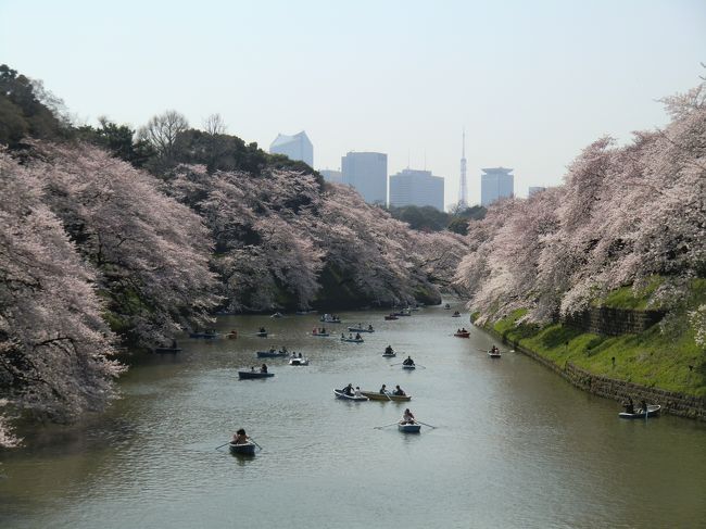 満開の桜を楽しみました！<br /><br />九段下の千鳥ヶ淵、靖国神社、王子の飛鳥山、音無親水公園、埼玉スタジアムなどの桜です。