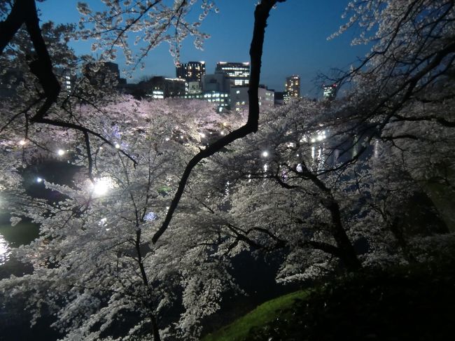 2015年春　夜桜満開（九段下、王子）