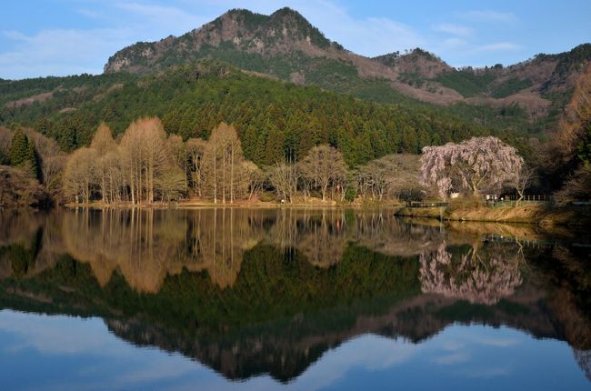 宇都宮市内、栃木市の桜は、ようやく満開。写真好き仲間９人で近場の桜の撮影会に出掛けてきました。<br />撮影場所は、宇都宮市森林公園内の赤川ダム→城山西小学校の孝子桜→金崎堤の桜並木→長福寺の枝垂れ桜→都賀の里と、これでもかと次から次へと桜の名所めぐりです。最初は気合を入れて撮影していたのだが、午後になると食傷気味で惰性で撮影を続ける始末。<br />シャッターを押す回数は、いつになく多かったが、まともな写真はわずか。同じような写真が含まれていますが4Traにアップしました。