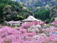 一心寺の八重桜