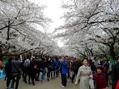 東京２０１５桜　【４】上野公園