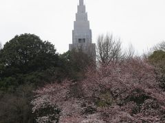 新宿御苑の桜　2015