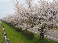 ダイヤモンド片山津温泉ソサエテｲー　加賀市中央公園桜2015