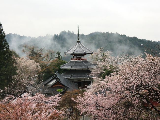 桜の季節に吉野を訪れることは、ずっと望んでいた夢でした。<br /><br />調べてみたところ、金峯山寺の蔵王権現の御開帳が春に予定されていたため、昨年の予定を参考にしながら日程を組みました。<br /><br />新年度の予定が発表されると、予想どおりの日程で休みが入っていました。<br /><br />しかし予約便の確認をしたところ、致命的なミスをしていたことに気付いたのです。<br /><br />行きの便は７日の午前に関西空港着。<br /><br />帰りの便は８日の午前に関西空港発。<br /><br />つまり奈良に丸一日も滞在することができず、吉野での花見などしていられない日程だったのです。<br /><br />８日の夜の便を予約したつもりでしたが、勘違いして朝の便を取ってしまったのでしょう。<br /><br />飛行機はピーチ便の格安航空券なので、変更や払い戻しはできません。<br /><br />余計な出費は避けたいところですが、春の吉野を御開帳まで重なる時に訪れるチャンスなど、今後二度と来ないかも知れません。<br /><br />仕方がないので帰りの便はＡＮＡで取り直し、ピーチの搭乗料金は寄附することにしました。<br /><br />どうせならもう１泊して、２回分の旅を１回にまとめることにしました。