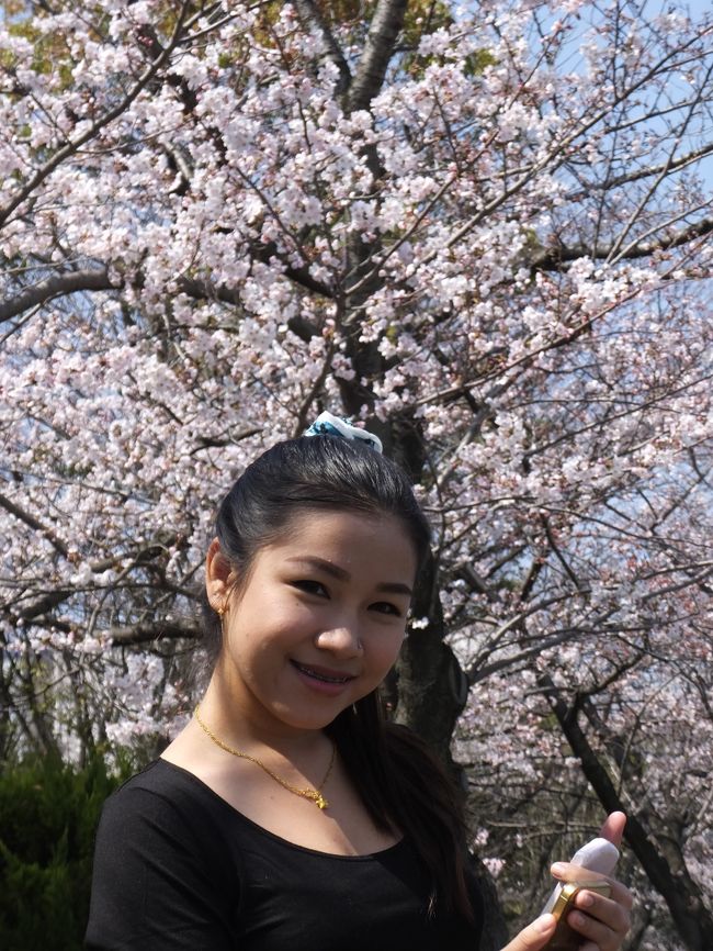 NACKさん、初・日本見聞遊食の旅　８　白鳥公園で桜を満喫する。