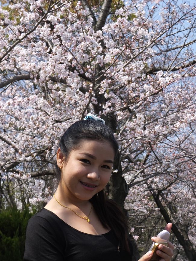 2015年3月30日<br />ひたすら、桜観賞でした。<br />充分満足したみたいでした。