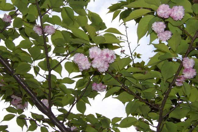 　東京国立博物館（東博）に入って、正門と表慶館との間に火打谷菊桜（ヒウチダニキクザクラ）が咲いていた。葉の緑と八重の菊桜の桜色とのコントラストが目を引く。これを見ると菊桜に対する理解も深まり、兼六園菊桜（ケンロクエンキクザクラ）も咲き始めの小さな赤い花が菊桜ではないということが理解できようか。<br />（表紙写真は火打谷菊桜（ヒウチダニキクザクラ））