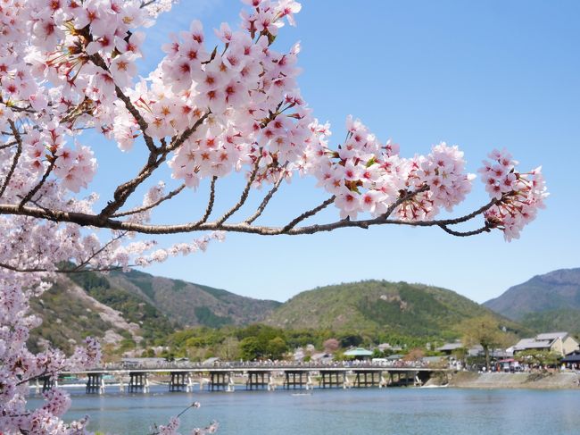 昨年秋に行った紅葉の京都が素晴らしく<br /><br />まだ見た事がない春の京都を回ってきました。<br /><br />この週末は雨の予報でしたが、初日は快晴の青空のもと<br /><br />嵯峨野周辺を散策する事が出来ました！<br /><br />京都の桜は早咲きから遅咲きのものまで種類が多く<br /><br />青空から夜桜、桜吹雪までも楽しむ事ができました。<br /><br />円安の為か特に中国の方が多く、ホテルを取るのも一苦労でした。<br /><br />今回は２泊だったのでいろいろ回る事ができました。<br /><br />