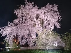 京の桜を満喫♪京都御所・青蓮院ライトアップ編