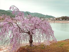 六甲山麓　北山ダムと桜　我が家のわんこ！