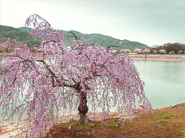 <br />　桜の季節になると　我が家のわんこと一緒に　行く　しだれ桜等　とても綺麗なスポットです。<br /><br />　北山ダムや　甲山があり　自然を感じられる処です。<br /><br />　周りを見渡せば　桜が　とても多くて自然に　触れ合えるので<br /><br />　気持ちよく　散策できます。今年は　雨が多くて　少し　曇り空ですが<br /><br />　まだ　咲いていて　本当に　良かった！