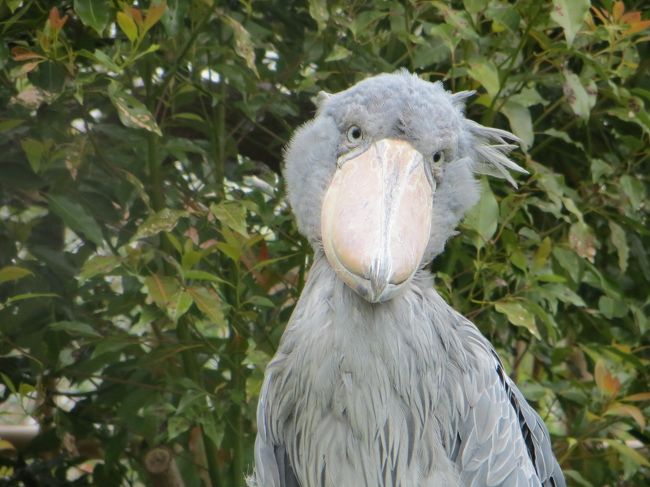 ハシビロコウが楽しい　上野動物園