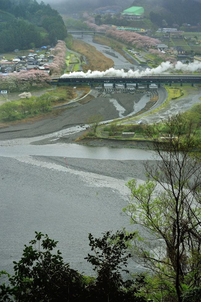 鉄道風景写真シリーズ　第8弾 ”大井川沿線を走る春の大井川鐵道、小雨降る中、びしょぬれになりながら桜の撮影とその風景”です。<br /><br />長い冬眠からようやく目が覚めて、大井川の桜の撮影に日帰りで行きました。今回も俯瞰人さんとderaさんの3人での出撃です。<br />俯瞰人さんとderaさんは前日から大井川沿線に来ておりますが、私は仕事の関係で日曜日のみの日帰りの撮影でした。<br /><br />4/5の日曜日生憎の小雨降る寒い日でした。しかし寒いと言う事は裏返せば煙は白煙なのです。黒煙だと雨の中での撮影どうしようもなく駄目なのです。<br />小雨降る山の上から桜の高見見物をして来ました。来年はもう少し満開の時に行くつもりでおります。<br /><br />4/5の大井川鐵道は行き3本、返し2本のＳＬ構成で、千頭行きは1往復のみでした。<br />家山駅止まりが2本と千頭行きが1本なので午前中2本撮影し、帰りは新金谷行き2本を撮影しました。<br /><br />当日、撮影用の雨カッパと長靴を履き防水性の帽子をかぶり山登りをしました。<br />雨の撮影は大変なのです。(;´д｀)(x_x)<br /><br /><br />