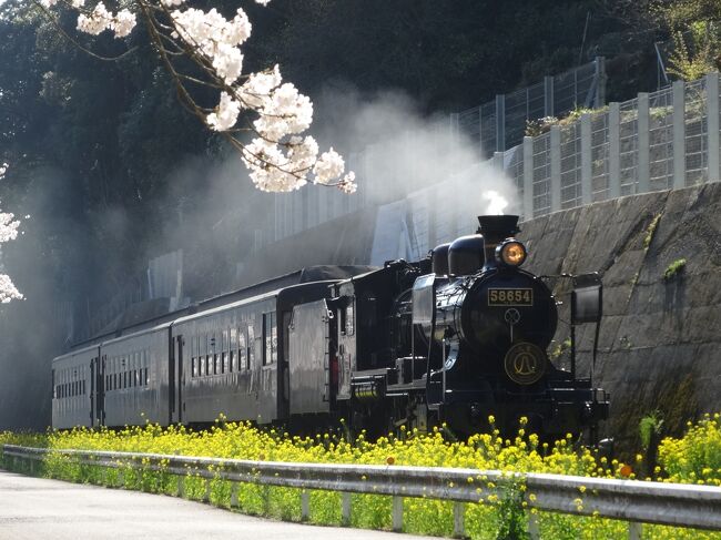 ＳＬ人吉を追いかけて（桜満開の肥薩線）