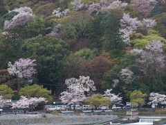 京の桜を満喫♪嵐山編