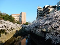 東京２０１５桜　【８】神宮外苑～神田川（江戸川橋～面影橋）