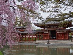桜吹雪の京都を行く　　女6人にぎやか旅　1日目　平等院、東寺