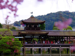 春の京都　ー８　桜の平安神宮　神苑