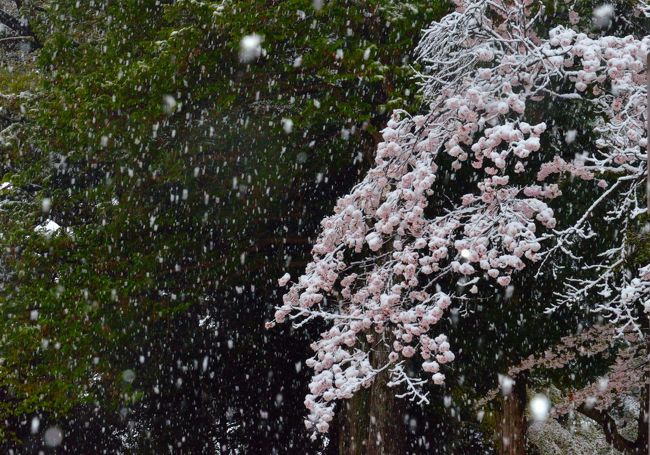 今日（4月8日）は、早起きして春の房総半島一泊ドライブ旅行に出掛ける予定。ところが朝から季節はずれの雪が降りしきっている。関東地方はどこも一日中寒い雨、ところにより雪という予報が出ている。こんな天気では急いで房総に行っても仕方がなかろう、それよりも満開の桜に降り積もる雪なんてめったに見られない。予定を変更して朝のうちは、自宅近くの蒲生神社境内で、桜と名残り雪の撮影をすることに。<br />桜咲く季節の降雪を経験したのは、45年前に仙台に居たとき以来のこと、先日の月食といい、今日の雪といい、今年は珍しいものとのコラボが実現した桜の季節となった。