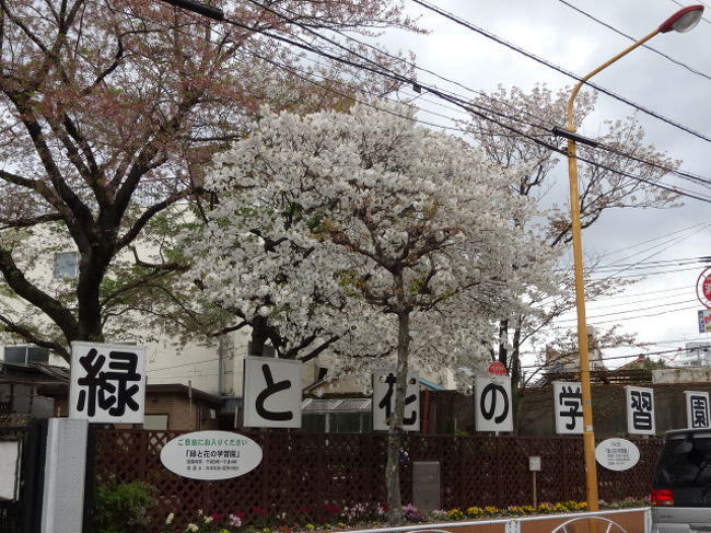 都内では染井吉野もほぼ終わりに近い<br />まだ綺麗に見れるところは少なくなってると思う<br /><br />本日の当初の予定は長野遠征を考えて５時に起きたのだが・・・・・<br />外は大雨<br />は〜あ　ネットで行き先の長野の伊那や飯田辺りの天気を確認しても雨のようだ<br />しかも到着時間以降も雨<br />風が無ければあまり問題ないのだがそれは行ってみないとなんとも判らない<br /><br />目的は桜なので雨の中での移動や足元のことを考えると・・・・・<br /><br />は〜い　あきらめました<br />それなら引越しに準備とお部屋の掃除を始めるもなかなか進まない<br />荷物を整理してる途中で写真や手紙などを見つけるとそこで手が止まって過去のことを思い出して・・・<br />何をやってるんだと思ってもまだ時間はあるしとコーヒーを入れてタバコを吸ってとその繰り返し<br /><br />お昼も過ぎて天気も回復に向かい始めた頃には部屋のかたずけも飽きてきてまだいいかと出かける準備<br />どこに行こうか<br />まあ遅咲きなので都市農業公園、新宿御苑、上野公園辺りが無難なところだが<br />そこはいつでも行ける<br />かたずけれる最中に出てきた使わなくなった携帯電話やデジカメなどの処分もあるし<br />引っ越したらこの辺りにはもう来ないかも知れないので近所にしました<br /><br />本日のコース<br />緑と花の学習園→香取神社（墨田区）→北十間川沿い→香取神社（江東区）<br /><br />※香取神社は墨田区と江東区にあり場所もそんなに離れていないので紛らわしいです<br />（地元以外の人は墨田区と江東区の境目がわかりにくい）<br />江東区の香取神社はスポーツの神様？？、墨田区の香取神社は梅のお花で有名なところです<br />