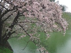 桜花梅雨の三原散歩 2015