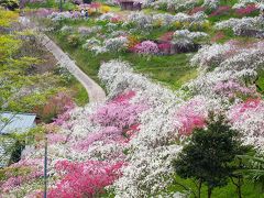 春色広がる桃源郷★しだれ桃の里 in 上中町【豊田】