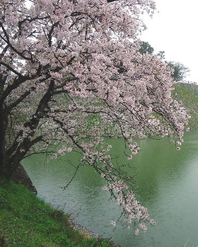 満開を過ぎた桜の花も、ここ数日続く寒気のお蔭で、なんとか持ちこたえている。<br />今日も、朝から冷たい雨が降り続いている。<br />近くのお寺さんの桜を見ると、春雨にしっとり濡れていい感じ。<br />傘を片手に、三原駅周辺を散歩。<br /><br />表紙の写真：雨の降りしきる中、三原城址お掘端の古木桜。