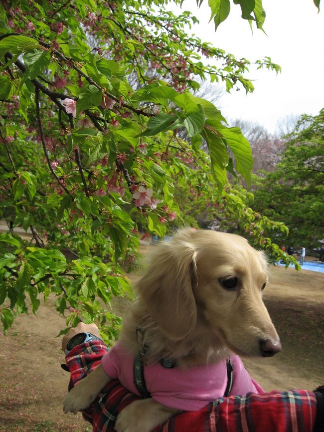 恒例の代々木公園お花見にわんこと一緒に行ってきました。<br />サクラは少し早かったですが、家族みんなで楽しんできました。