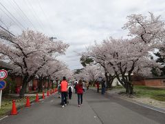 2015年4月 宇治駐屯地「桜まつり」一般開放