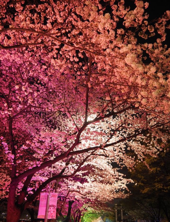 我が家はソウル発券をしているので毎年4月にソウルへ戻っております。<br /><br />今年もその時期が参りました。<br />普段はGW前半に行くことが多い我が家。<br /><br />でも、今年は少し早めにソウルに行ってお花見を楽しむ事にしました。<br /><br />ソウルの桜の満開予想日は4月16日。<br />私達が行くのが4月11日。<br />満開はどうかな〜〜と思っておりましたが、いざ行ってみると超満開の桜が私達を迎えてくれました。<br /><br />桜の名所の一つ汝矣島では、桜祭りがおこなわれてて屋台あり、イベントあり、ライトアップありととても盛り上がってました。<br /><br />日本の桜の木の下でブルーシートひいて宴会というスタイルではなく、桜の木の下を歩いて桜を愛でるソウルスタイルの花見を楽しんできました。<br /><br />ソウルの桜もと〜〜っても綺麗でしたｖ<br /><br />☆旅行形態　個人旅行<br />☆交通機関：JAL<br />☆ホテル：コンラッドソウル<br />☆お世話になったWeb<br />○コンラッド　http://conrad.hiltonhotels.jp/hotel/seoul/conrad-seoul<br />○JAL　https://www.jal.co.jp/<br />○ソウルナビ　http://www.seoulnavi.com/<br />○コネスト　http://www.konest.com/<br /><br />(上記のリンクは手配当時のものです）