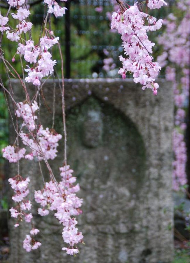 ひとりお花見部2015①　花まつりは京都でお花見　ー嵐山篇