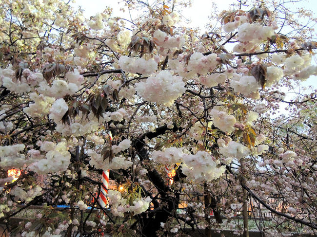 仕事帰りに、大阪にある造幣局の桜の通り抜けを初体験しました。あいにくの雨だったので、訪れている人が少なく、ゆっくりと桜を見ることができました。<br /><br />なお、このアルバムは、ガンまる日記：造幣局の桜の通り抜け（夜編）[http://marumi.tea-nifty.com/gammaru/2015/04/post-0e1d.html]<br />とリンクしています。詳細については、そちらをご覧くだされば幸いです。