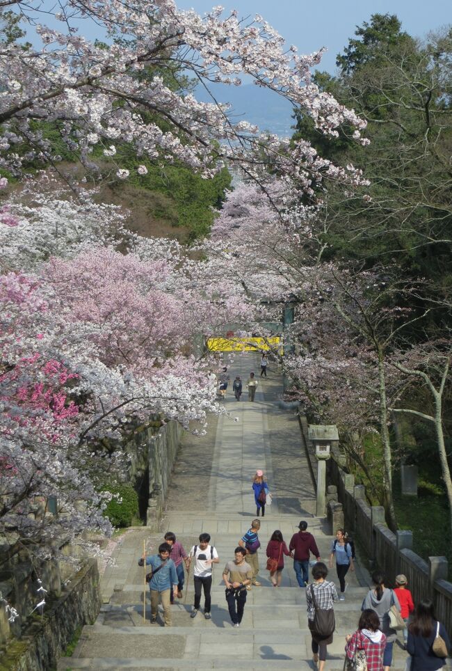 2015春、四国周遊(25/26)：3月31日(9)：金刀比羅宮、本殿、神楽殿、神木、絵馬殿