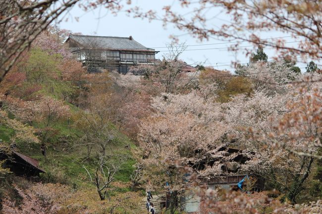 土曜日に予定していましたが、天気予報では日曜日は晴れとあり<br /><br />近鉄の特急は空席なし、朝一番の急行で吉野へ着いた時は、２０後に発車した特急の乗客で<br /><br />すでにバス待ちの長蛇の列、ロープウェイ乗り場も満員です<br /><br />バスなら座れるので列に並びました、バスも５～８台待機しているので直ぐ乗れました<br /><br />吉野駅～吉野山中千本操車場まで運んでくれます<br /><br />（４・５日前のＴＶでは７分咲きと天気予報しさんが言うので）<br /><br />今日当たりは満開を気待して来たのですが半分ほどは散った後で「葉桜」　ショックです<br /><br />名所・旧所は日曜・祭日は避けたほうがいいですね<br /><br /><br /><br /><br /><br />表紙　　　　　　　　　　　　　　　　　　　　　　桜の名所・吉野山<br /><br />