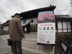京都 妙心寺 退蔵院の紅しだれ桜