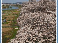 白石川堤「一目千本桜」と、新たなビュースポット千桜橋（せんおうきょう）