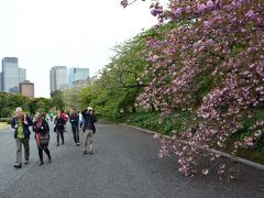 八重桜が見ごろ　靖国神社から北の丸公園を経て皇居東御苑