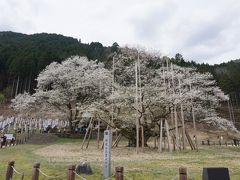 樹齢1,500年の淡墨桜に酔いしれるの巻
