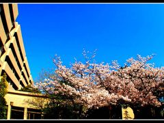 娘と歩く桜並木（ＮＹ新サクララウンジと金沢八景の桜）