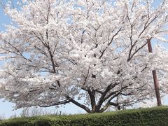 新潟「ふるさと村」花盛りになりました