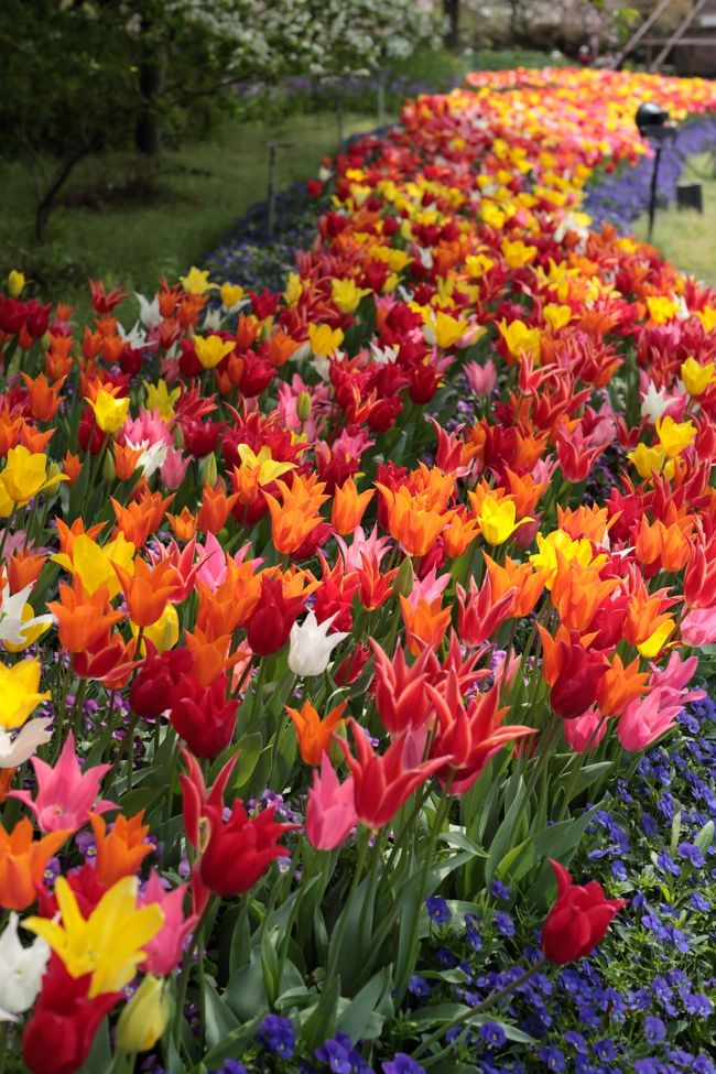 天候が思わしくない日が続いてますが<br />土日 久し振りに天気がよかったので、春の花を愛でに行って来ました♪<br /><br />4/11 淡墨桜（アイトアップ）<br />4/12 なばなの里（春の花まつり）<br /><br />淡墨桜は見頃を過ぎ、散り始め。<br />なばなの里では、チューリップが見頃。<br /><br />では、はじまり。