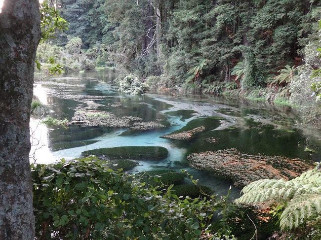 NZは、雄大な大自然が売りの南島に対し、北島は少し見どころに劣る印象。<br />でもこのRotoruaは北島一の見どころといっても過言ではありません。<br />町全体を硫黄の匂いでつつまれたRotoruaは、昔から温泉地として名を馳せ、ヨーロッパからも湯治客が集まったといいます。<br />(ただ、同じヨーロッパから来たものとして言えるのは、ヨーロッパからここまでこれる湯治客は健康上問題のない人では?と思う次第)<br /><br />ロトルア湖の奥には静謐な泉 Hamnara springsが湧き出て、ワイオタプでは大地の鼓動を感じることができます。<br /><br />語学留学時代、何度か訪れたロトルアですが、こんなに見どころの多いところとは思っていませんでした。<br /><br />ロトルア再発見!!<br />
