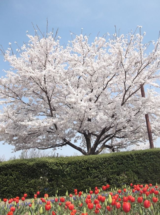 新潟の桜が満開になりました。<br />観光バスが多く停まる「ふるさと村」の桜も満開という事で行ってきました。<br />建物の中には新潟の特産品や土産物も売られており、2Ｆには食堂もあります。<br />他県からの来客の折には必ず案内する場所です。<br /><br /><br /><br /><br /><br /><br />