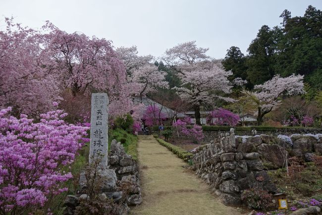 ツアーパンフレットを見ていたら山里に咲く桜の写真にくぎ付けになりました。ほんとにこんなお寺があるの？って。そんな理由で早々とツアーに申込み、昨日行って参りました。