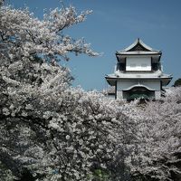 金沢の桜と食を堪能