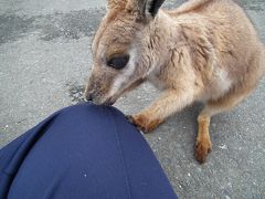 ２０１５年４月　北九州　番外編　ひびき動物ワールドのカンガルー