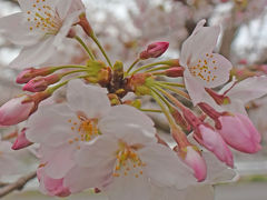 早朝の散歩 =広見公園へ・お天気は良くなかったけれど桜は見頃でした= 2015.04.01