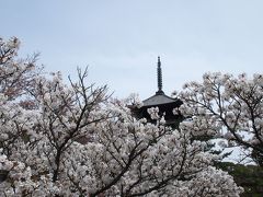 平野神社・仁和寺御室桜2015